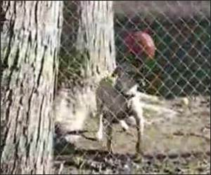 Basketball Dog