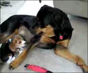 Beagle vs Rotty Funny Video