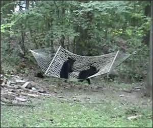  Funny Bear Cubs Hammock Video