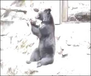 Bear Playing Catch