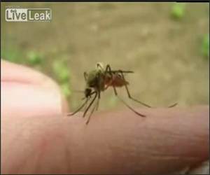 Blood Sucker Mosquito Video