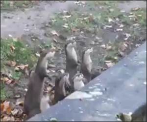 Bouncing Otters Funny Video