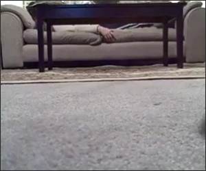 Carpet Dragger Cat Funny Video