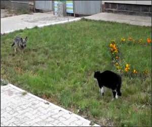  Funny Cat and Dog Standoff Video