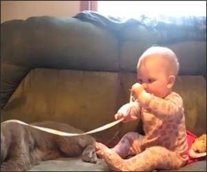 Cat and Baby playing Funny Video