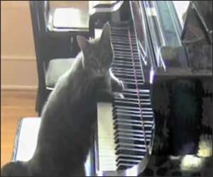 Cat Concerto Funny Video