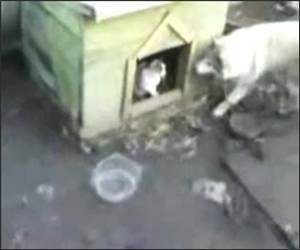 Cat confiscates dogs house Funny Video