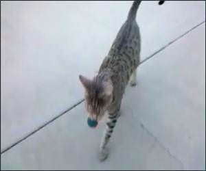 Cat Playing Fetch