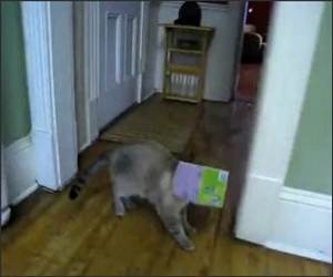 Cat Stuck in a box Funny Video