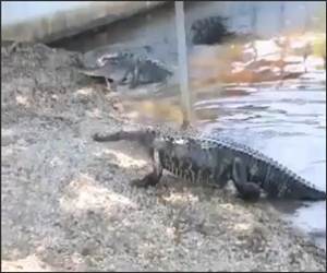 Cat Vs Gators Funny Video