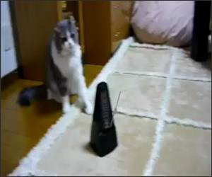 Cat Vs Mentronome Funny Video