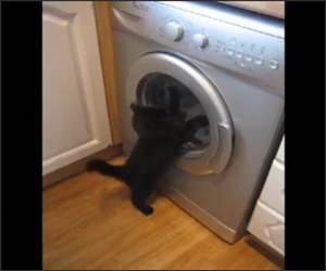 Cat vs Washing Machine Funny Video