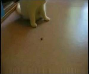 Cat Chasing the Bug Funny Video