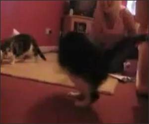 Cat chasing its tail