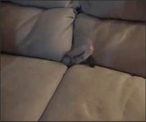 Cat Couch Explorer Funny Video