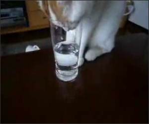 Cat Drinking Water Cute Video