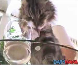 Cat and Glass of Water