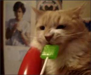 Cat Likes Sour Lollipop Video