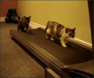 Cat on treadmill Funny Video