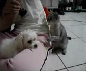 Cat Pestering Dog Vid