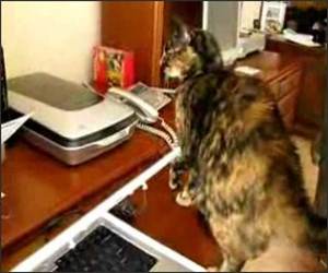 Cat - Printer - Flinch