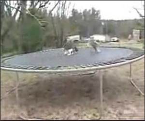 Cat Vs Dog on Trampoline