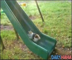 Cat going up slide Video