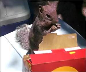 Cheez Its Squirrel Funny Video