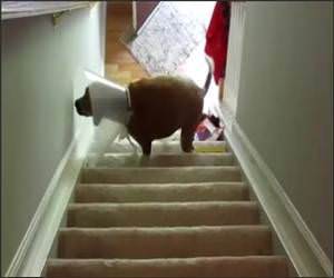 Cone dog Vs Stairs Funny Video