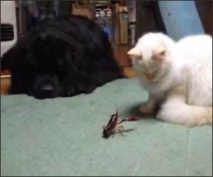 Crawfish Vs Cat