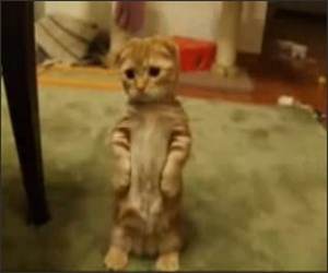 Cupcake the kitten Funny Video