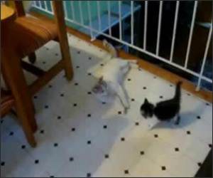 Cute kitten Accident Funny Video