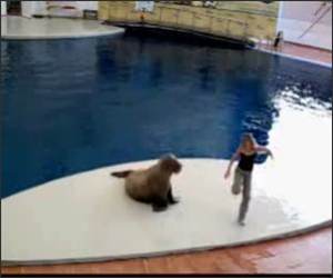 Dancing Walrus Funny Video