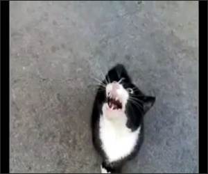 Demon Cat Speaks Funny Video