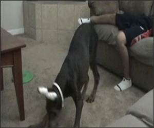 Doberman vs Laser Funny Video