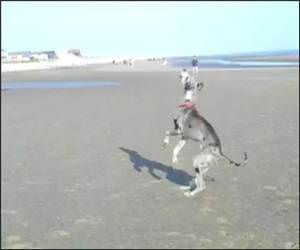 Funny Dog Vs Kite Video