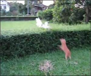 Dog Fence Bush Jump Funny Video