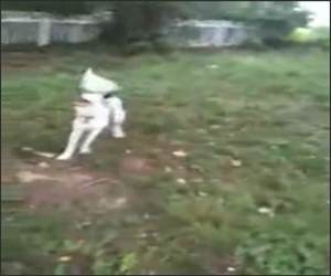 Dog Fetches Frisby Funny Video