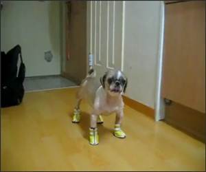 Dog hates his shoes Funny Video