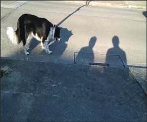  Dog Hates Shadows Funny Video