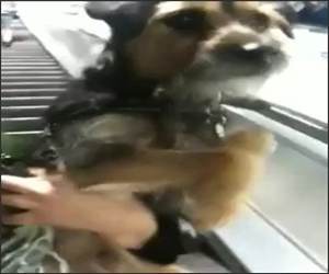 Dog on Escelator Funny Video