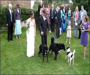 Dog Pees on Bride Funny Video