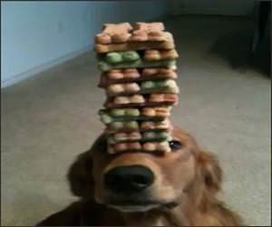 Dog Treat Stack Funny Video