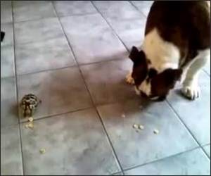 Dog and turtle sharing Funny Video