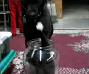 Dog vs Cat in Vase Funny Video