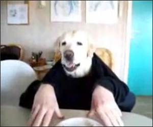 Dog With Arms Funny Video