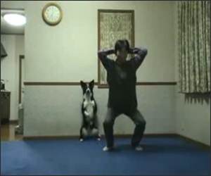 Dog Doing Squats Funny Video