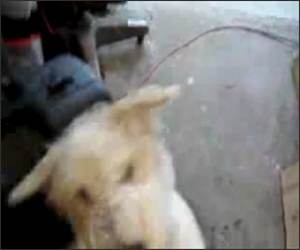 Dog Eating Air Funny Video