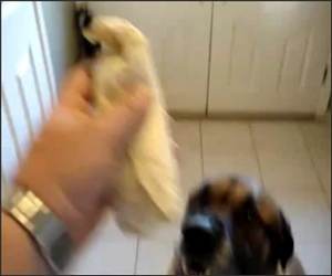 Dog Eats Bean Burrito Video