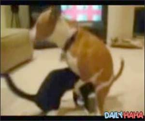 Dog Humps a Cats head